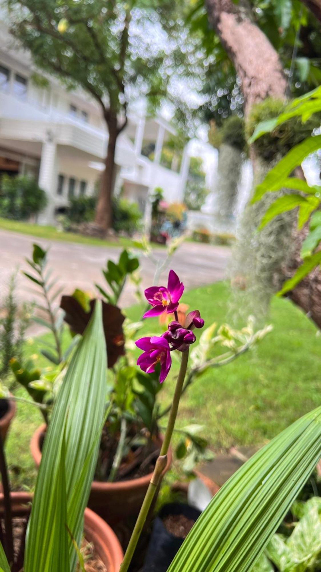 Udee Cozy Hotel Chiang Mai Exterior foto